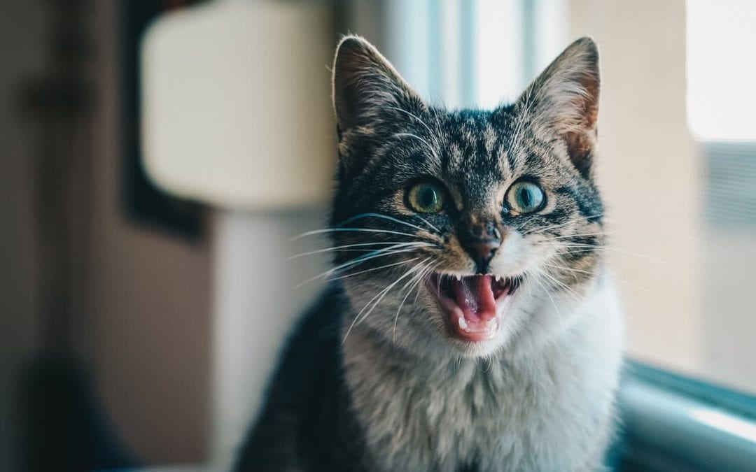 A Toothsome Issue: Getting to the Root of Pet Dental Health