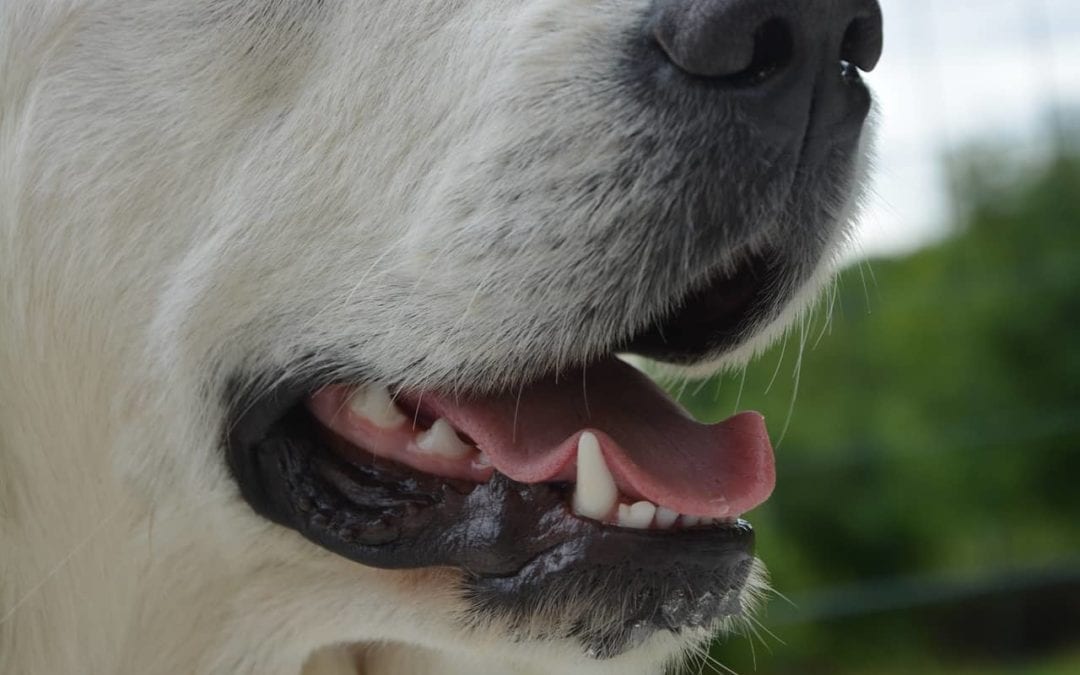 Toothsome 2: Getting to the Root of Pet Dental Health