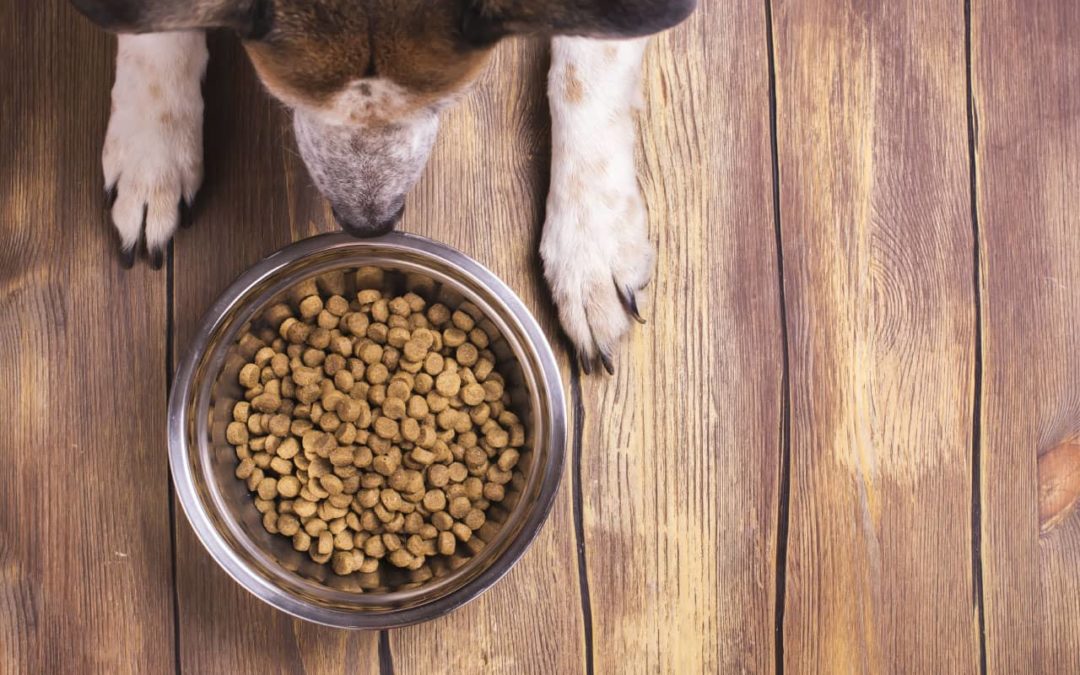 Knowing Nutrition for Your Pets
