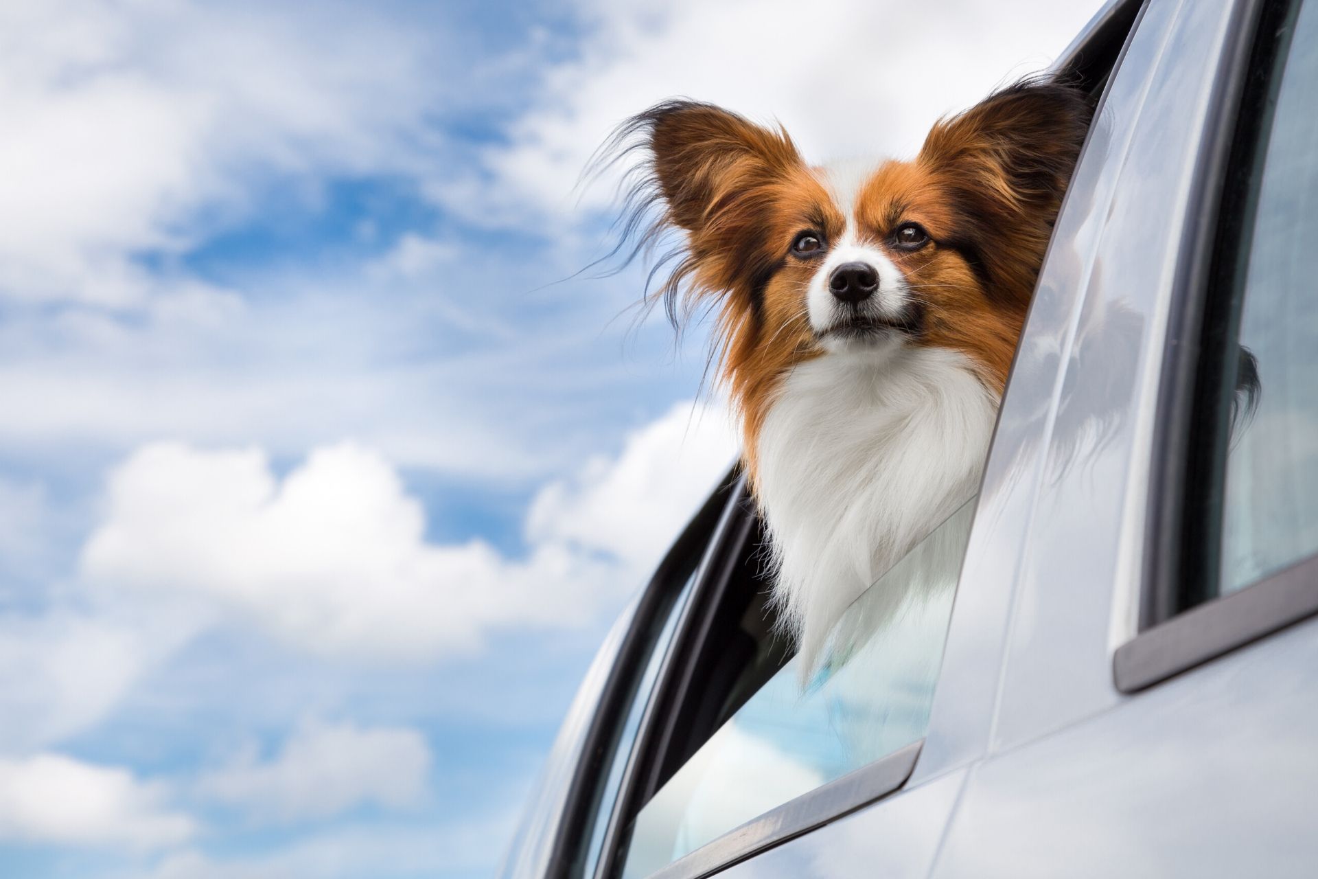 Curbside Check In Park Hill Veterinary Medical Center